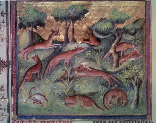 Raposa caçando aves. Miniatura do manuscrito "Le livre de la chasse" (fólio 34v) de Gaston Phoebus (1331-1391) dit Gaston III Comte De Foix