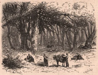 Grupo de pessoas colhendo cogumelos na floresta de Fontainebleau