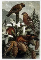 Bouvreuils - em "La vie des animaux" de A. E. Brehm, Turim
