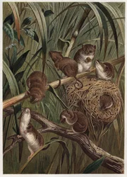 rato de colheita (ou rato anão) - rato de colheita eurasiano (Micromys minutus) - gravura de "Brehm