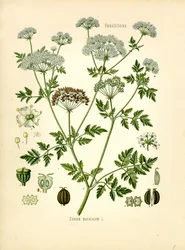 Cânhamo (cor litho)