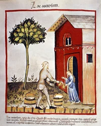 História dos produtos lácteos: distribuição de iogurte (lago de acetosium). Iluminação a partir do "Tacuinum sanitatis".