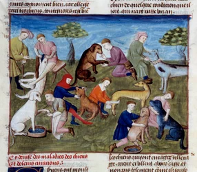 Como curar cães de caça para doenças e ferimentos Miniatura retirada de "O livro de caça" de Gaston III Phoebus, Conde de Foix, Senhor de Bearn (1331-1391)