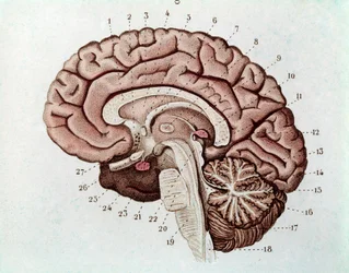 Secção cerebral de Humain com hemisférios cerebrais e cerebelo (gravura