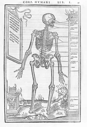 Esqueleto humano, parte posterior. Placa anatómica de "De dissectione partium corporis humani lbri tres"... "por Carlo Stefano Riverio, Paris 1545