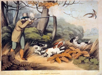Caça aos faisões em Inglaterra. Gravura do século XIX. Gien, museu da caça.