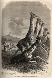 Caça à girafa: o narrador dispara sobre a presa e os seus guias abatem uma girafa já ferida. Gravura para ilustrar a exploração dos afluentes abissínios do Nilo por Sir Samuel W. Baker, em 1861-62, publicada em «Le Tour du monde» 187