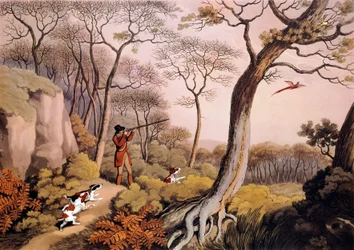 Caça aos faisões em Inglaterra. Gravura do século XIX. Gien, museu da caça.