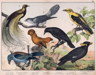 Ilustração para "História natural das aves", ed. Hoepli, Milão