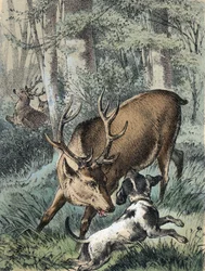 Ilustração dos contos de Franz Hoffmann "Contos e Fábulas - "Os 2 veados": um veado a fugir e o outro a lutar com um cão. Cromolitografia do século XIX.