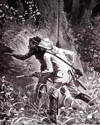 Nos campos de borracha (Hevoea) na selva da Guiana