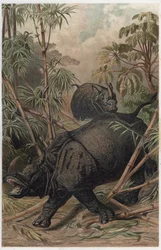 Rinoceronte indiano - O rinoceronte indiano (Rhinoceros unicornis) - gravura de "Brehm
