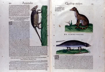 O civet, a hiena e o mangusto, em Historia Animalium de Conrad Gesner (1516 - 1565), Tiguri