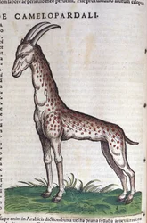 A girafa. in Historia Animalium de Conrad Gesner (1516 - 1565), Tiguri