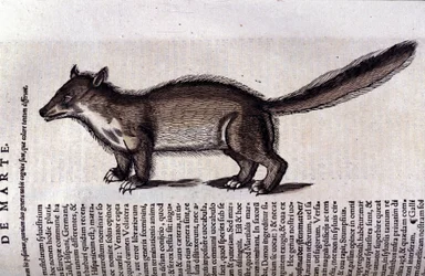 A marta (ou marta) em Historia Animalium de Conrad Gesner (1516 - 1565), Tiguri