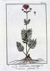 A valeriana selvagem - em "Exercise de botany à l