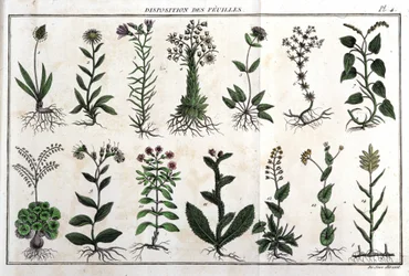 Disposição das folhas: em "Flora Françoise, ou uma breve descrição de todas as plantas que crescem naturalmente em França, dispostas de acordo com um novo método de análise ao qual a citação das suas virtudes menos equívocas na medicina, e a sua utilidade 