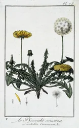 Le Dandelion commun (Leontodon caraxacum) - em "Exercises de botany à l