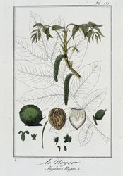 Le Noyer (Juglans Regia) - em "Exercises de botany à l