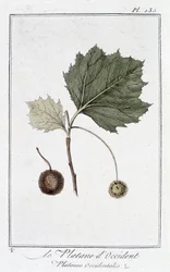 The Platane d
