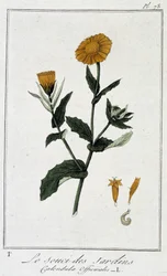 Le Souci des Jardins (Calendula Officinalis) - em "Exercícios de botânica à l