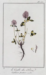 Le Trefle des Pres (Trifolium pratense) - em "Exercises de botany à l