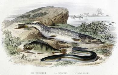 O lúcio, o poleiro e a enguia - in "Histoire naturelle" de Lacépède, T.II, ed. Furne et Cie, Paris