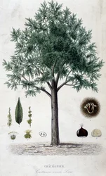 Folhas, frutas e castanheiro, tábua botânica