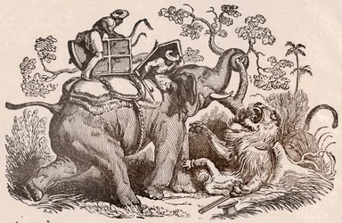 Cena de caça ao leão: o caçador, túmulo do elefante, está agora nas garras do leão (gravura)