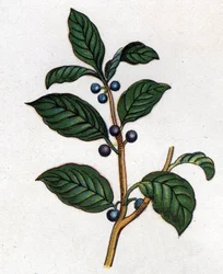 Plantas medicinais e botânicas alimentares: espinheiro. Gravura em "La medicinal naturelle", de Friedrich Eduard Bilz (1842-1922)