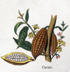 Plantas medicinais e botânicas alimentares: cacau. Gravura em "La medicinal naturelle", de Friedrich Eduard Bilz (1842-1922)