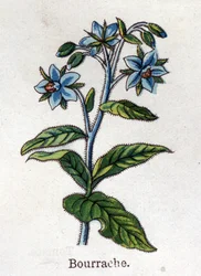 Plantas botânicas medicinais e alimentares: arando. Gravura em "La medicinal naturelle", de Friedrich Eduard Bilz (1842-1922)