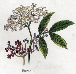 Plantas botânicas medicinais e alimentares: bagas de sabugueiro. Gravura em "La medicinal naturelle", de Friedrich Eduard Bilz (1842-1922)