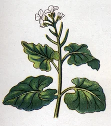 Plantas botânicas medicinais e alimentares: erva com cantores. Gravura em "La medicinal naturelle", de Friedrich Eduard Bilz (1842-1922)
