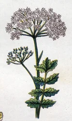 Plantas medicinais e botânicas alimentares: grande localização. Gravura em "La medicina naturelle", de Friedrich Eduard Bilz (1842-1922)