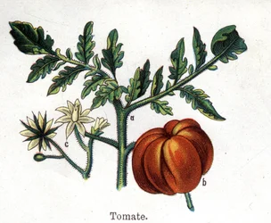 Plantas medicinais e botânicas alimentares: tomate. Gravura em "La medicinal naturelle", de Friedrich Eduard Bilz (1842-1922)