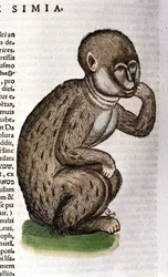 Macaco segundo a «Historia Animalium» de Conrad Gesner, Zurique 1560. Biblioteca Nazionale Braidense, Milão