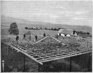 Montecito Vineyard na Califórnia em 1888. em "Nature" a partir de 1888.