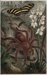 Mygalomorphae (Orthognatha) - gravura de "Brehm