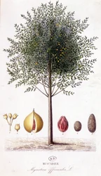 Fragrâncias Myristica - Muscadier (Myristica officinalis). tabuleiro botânico