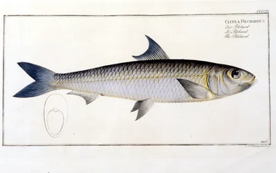 Placa de História Natural: O Pilchard depois da "Ictiologia" de Bloch. Gravura do século XIX.