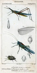 Quadro de história natural. Entomologia. Família de ortopedistas. Grylloides: 1. Gafanhoto muito verde. 1.a. a cabeça da frente; 2. o Pneumore tem papilas gustativas; 2.a. a cabeça; 3. o Nasu truxal; 3.a. cabeça; 3.b. asas estendidas.