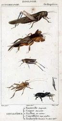 Quadro de história natural. Entomologia. Família de ortopedistas. Grylloides: 4. Gafanhoto emigrador; 5. Gafanhoto dois pontos; 6. Gryllon das cozinhas; 7. Gryllon caldo de toupeira; 8. Tridactyl paradox; 8a. tarso inferior.