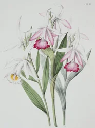 Orquídea: Sobralia liliastrum de "Sertum Orchidaceum"