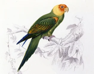 Ornitologia: Papagaio da Carolina. (Psittacus carolinensis)