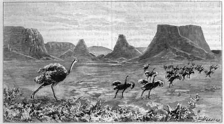 Livre de avestruzes na África Austral. Gravura de 1895 a partir de um desenho de Lichtenstein de 1804.