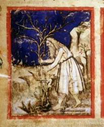 Página de um manuscrito bíblico. A vida vegetal de Noé. Miniatura do códice 212 (ou códice padovano ou Bíblia de Pádua) 1390-1400 Rovigo, Accademia dei Concordi