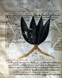 Página do manuscrito de Apulee (Lucius Apuleius) (ca. 125-ca. 180), "De viribus herbarum", século VIII ou IX. Lucca, Biblioteca do Governo.
