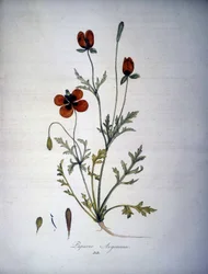Papaver Argemone (Flor e planta de argemona de papoila). Herbário do século XIX.
