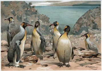 Pinguins - em “” A vida dos animais ”” por AE Brehm, Torino